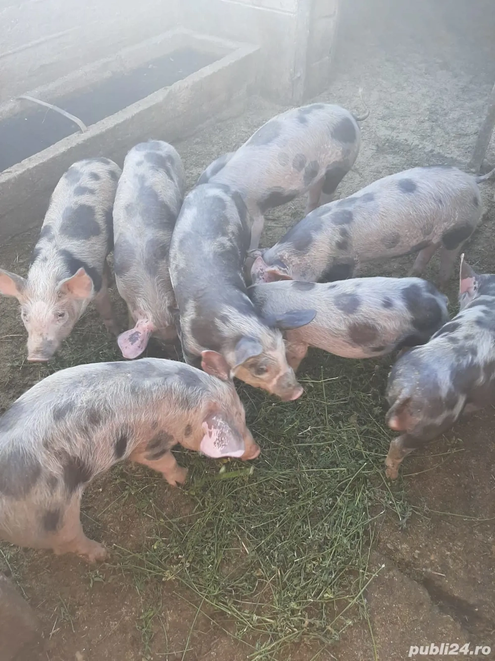 Vand purcei Vand purcei