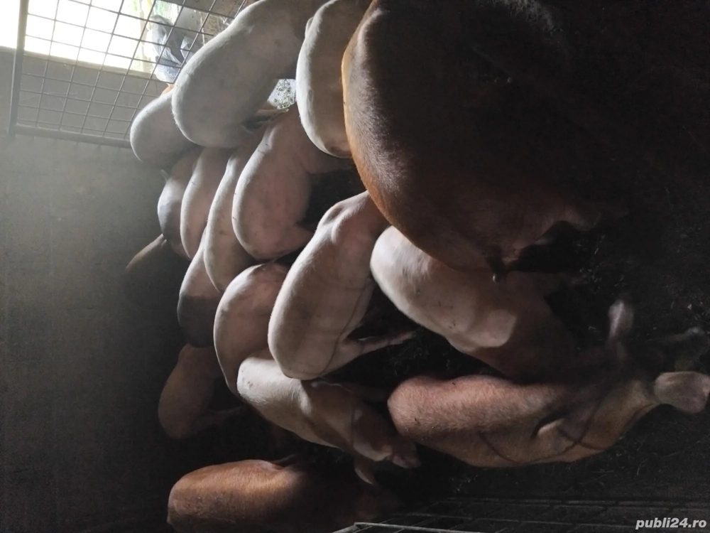 grasuni      grasuni