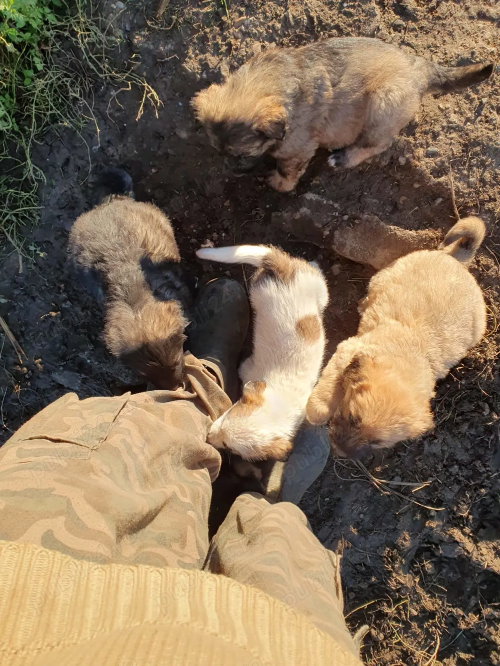 Catei metis ciobanesc mioritic si carpatin