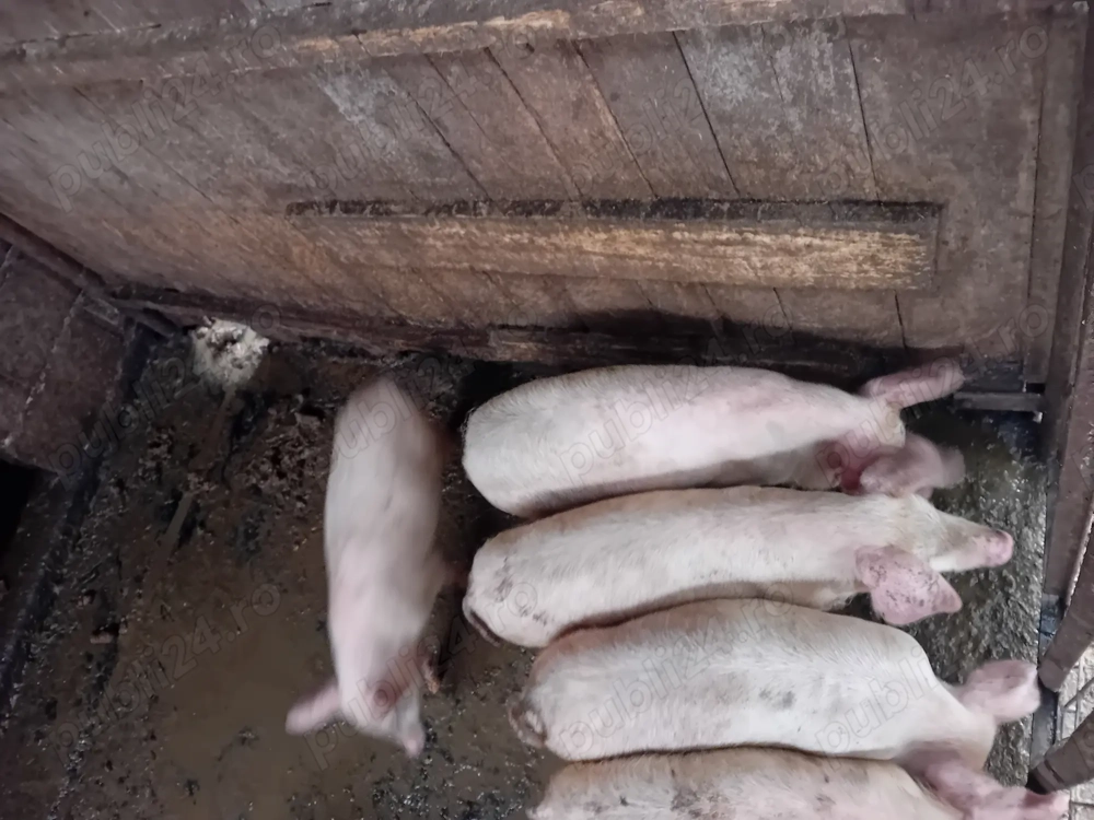 Porci  de vanzare varsta 4 luni greutate 30 de kg 