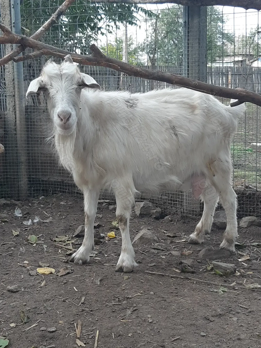 Capre bune, foarte grase !!!