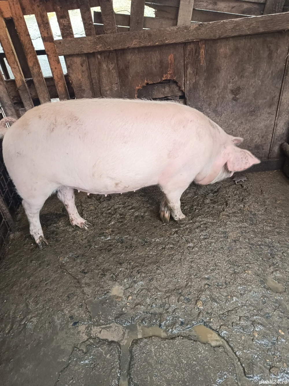Porc de vânzare 