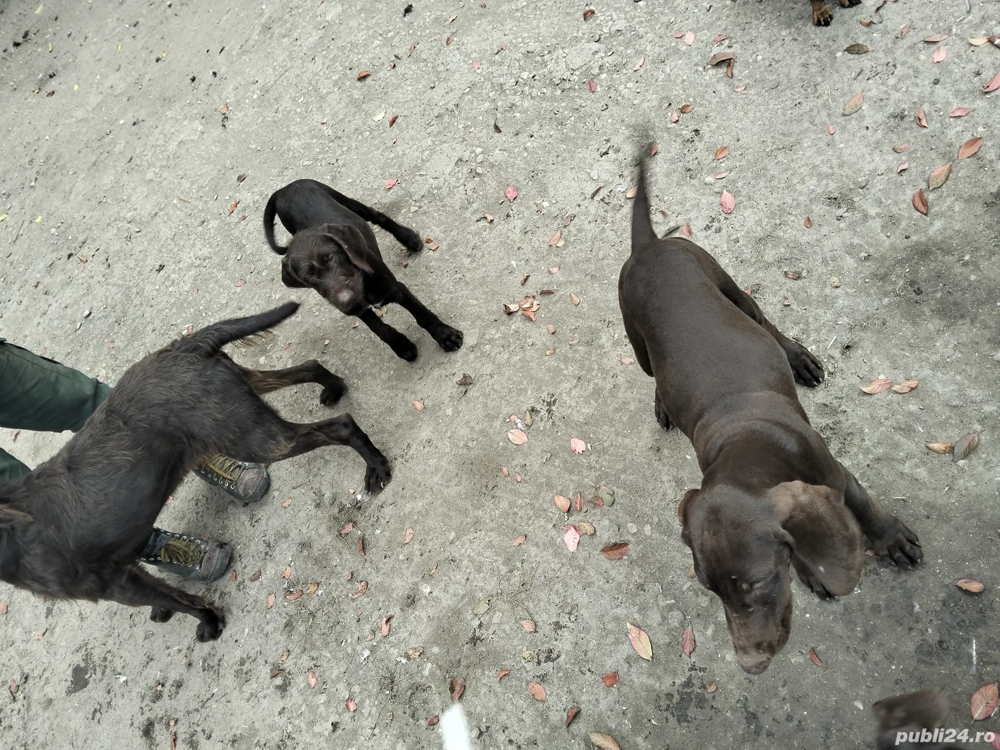 de vânzare câini de vânătoare 