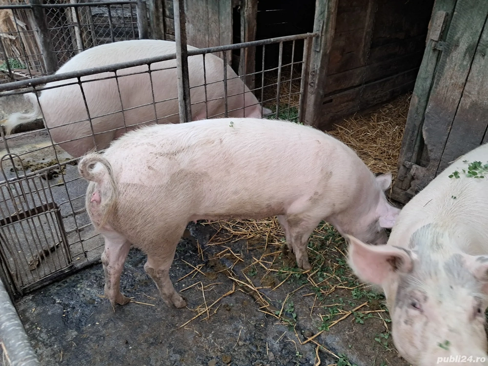 Vând porci rasa Landrace 