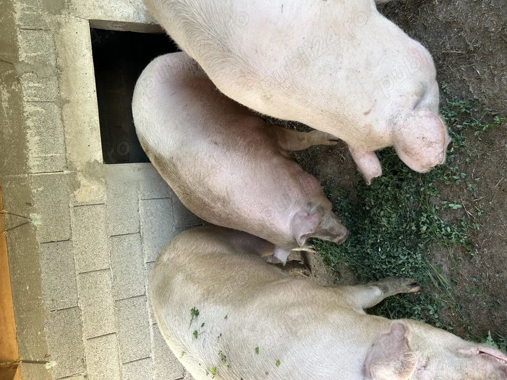 Porci de vânzare  Porci de vânzare
