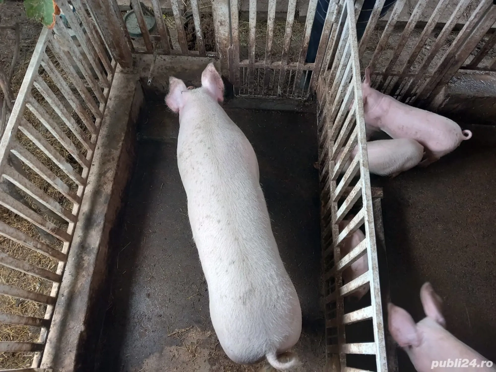 Vănd porci varsta de 3 luni