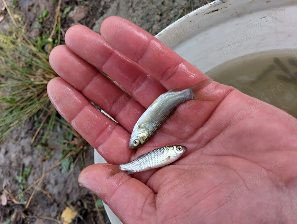 Puiet pește  amur și Fitofag de vara aceasta 