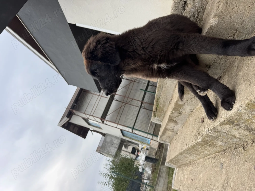 Vand Ciobanesc corb, fetita, 3 luni Vand Ciobanesc corb, fetita, 3 luni