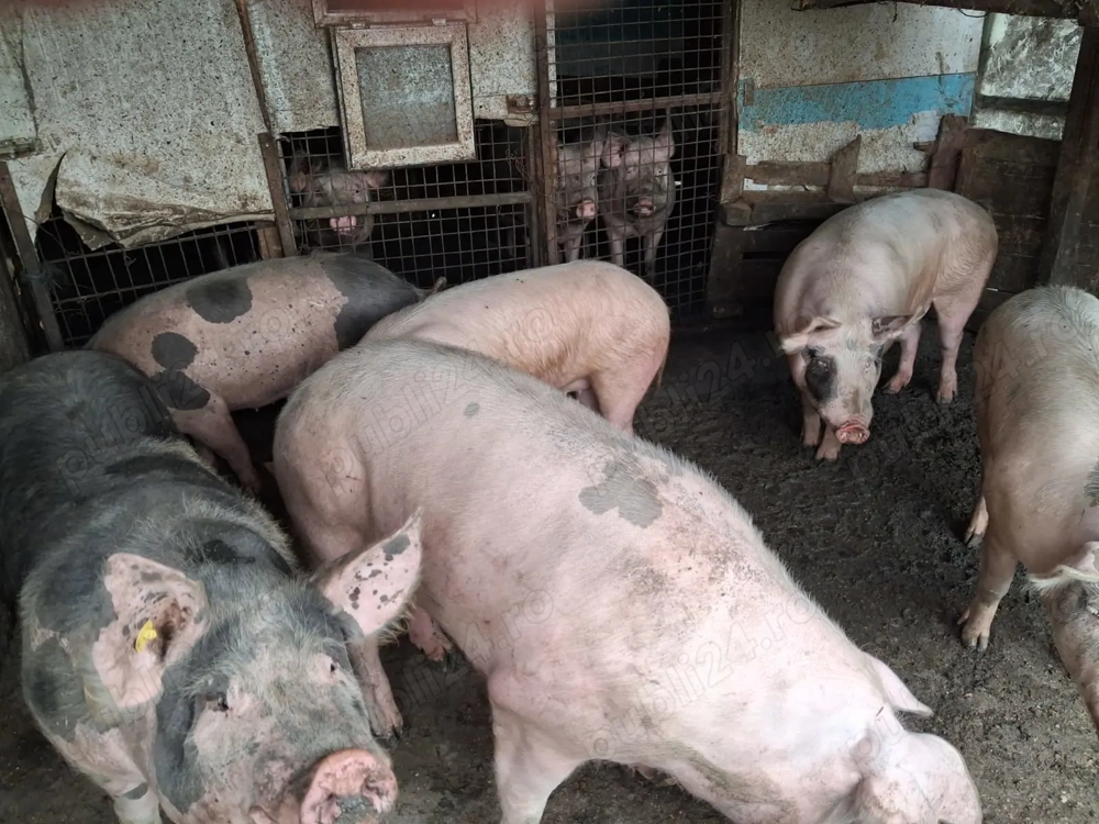 Vand porci de carne Vand porci de carne