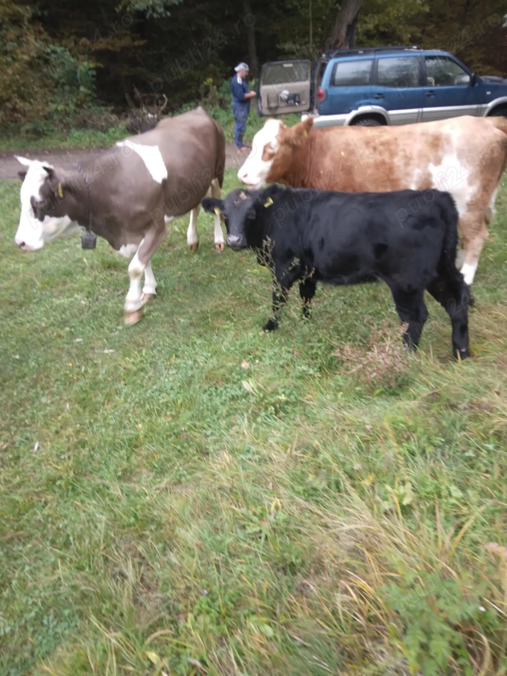 Vaci de vînzare Nr de tel. sau  