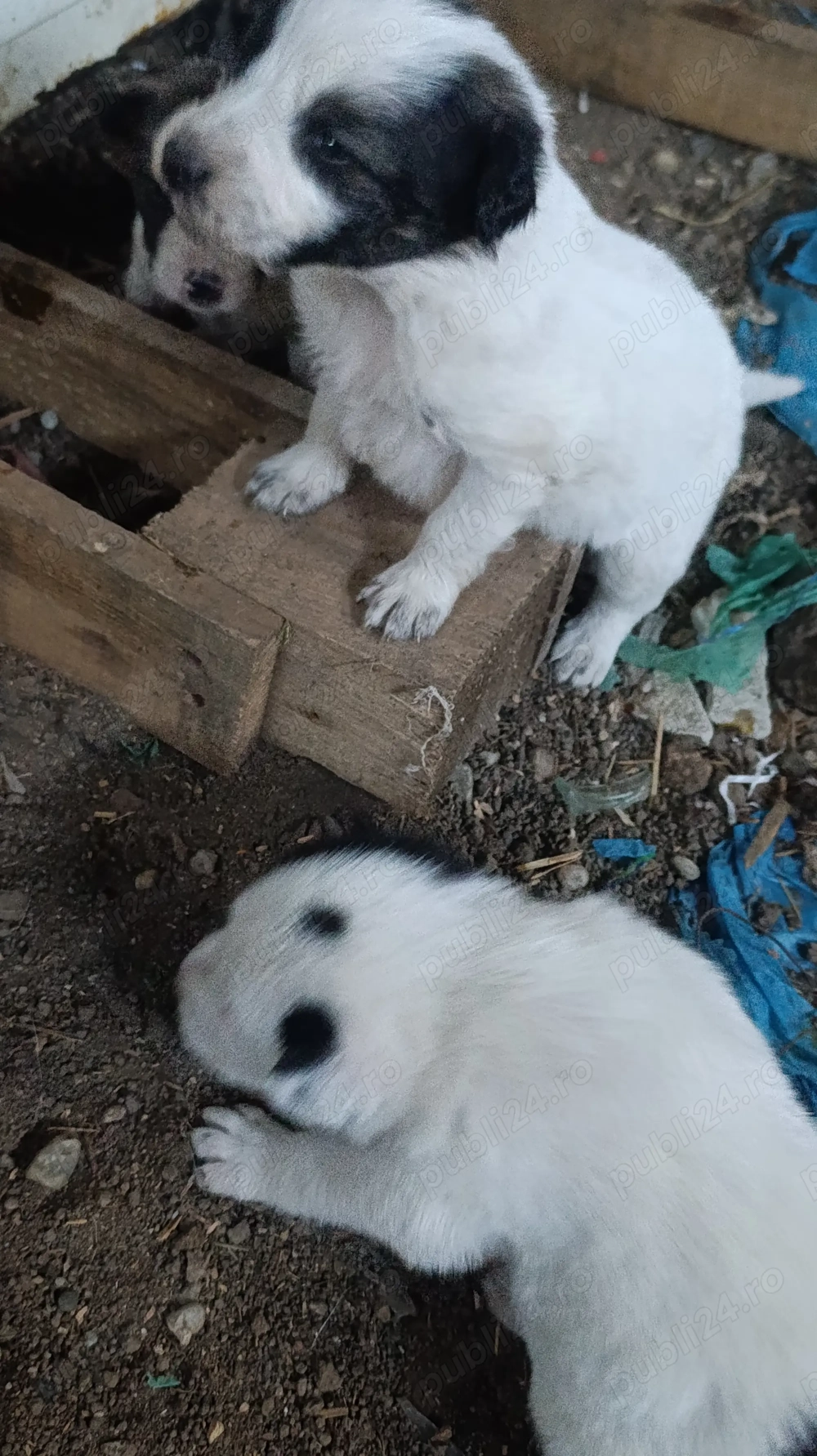 Vând căței de rasa 