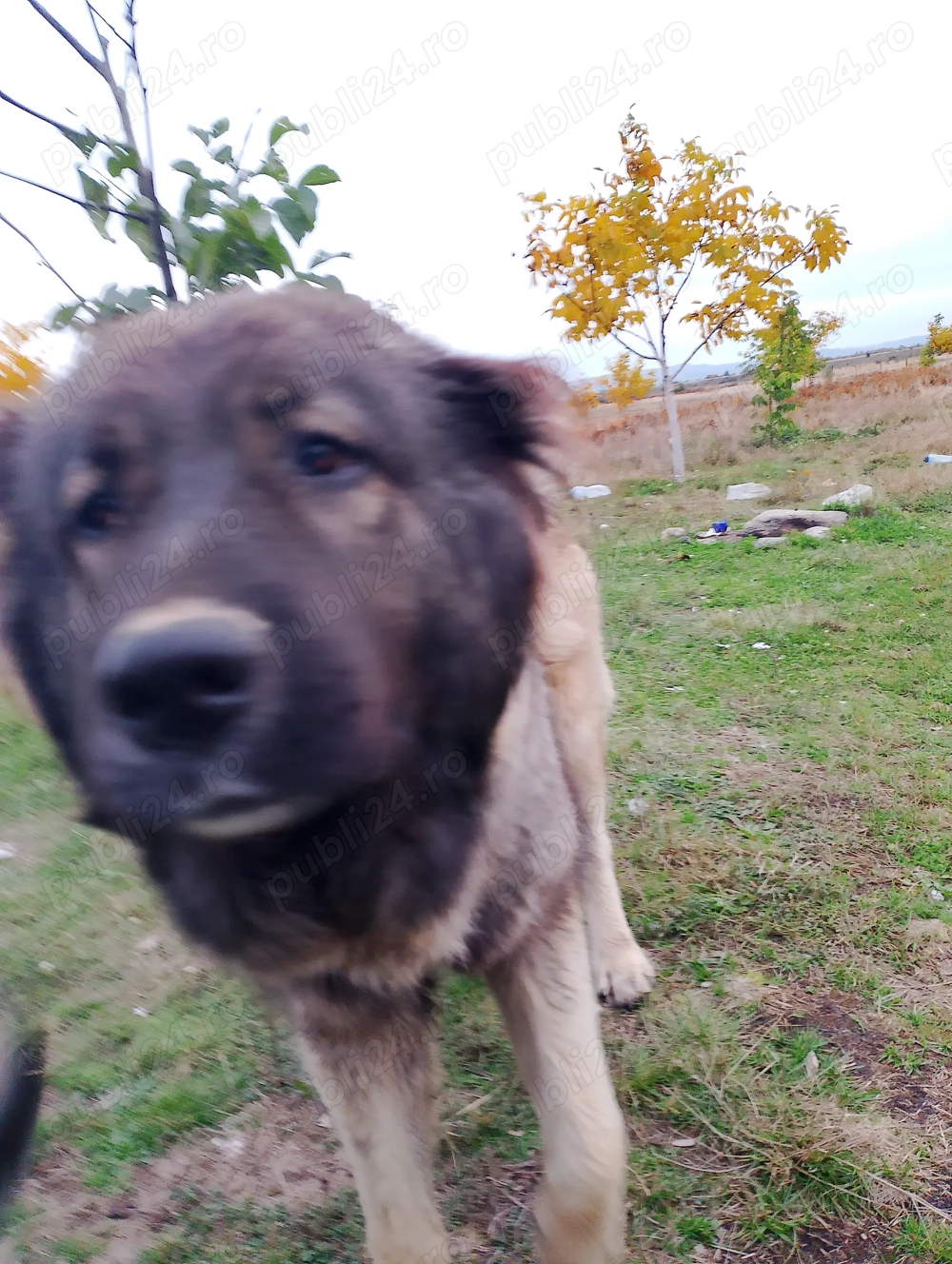 Vând cățea Ciobanesc caucazian  cu carnet și cip , preț 700 lei..