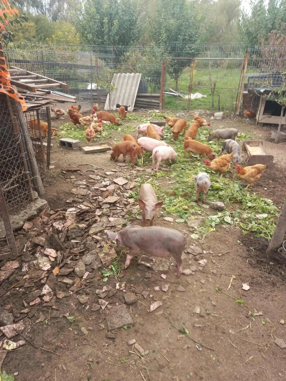 Purcei de vânzare Purcei de vânzare