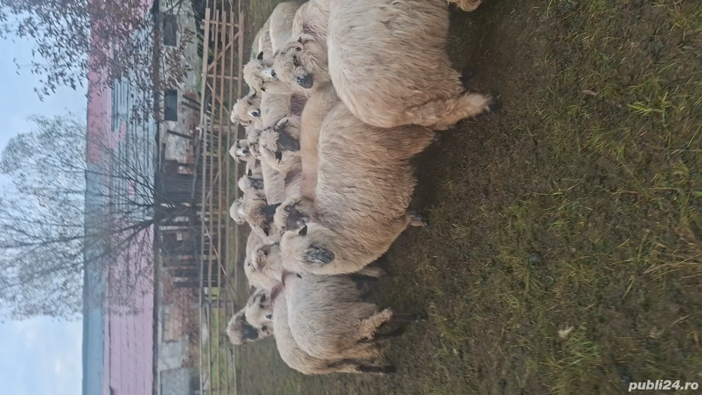 vand 31 una de oi vand 31 una de oi