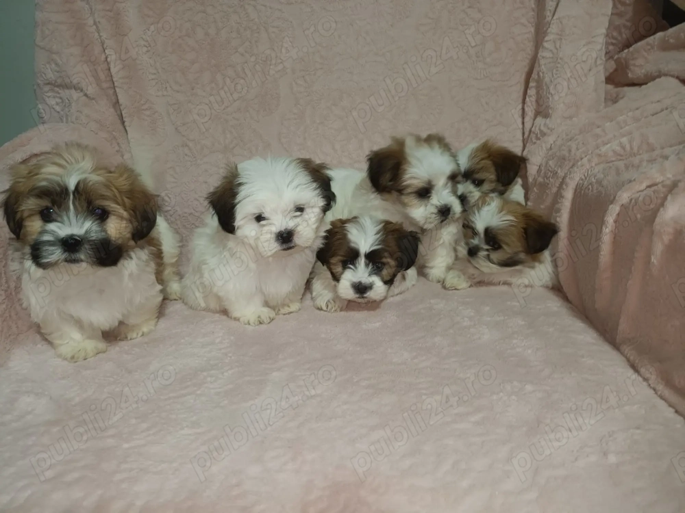 Catelusi Shih Tzu 