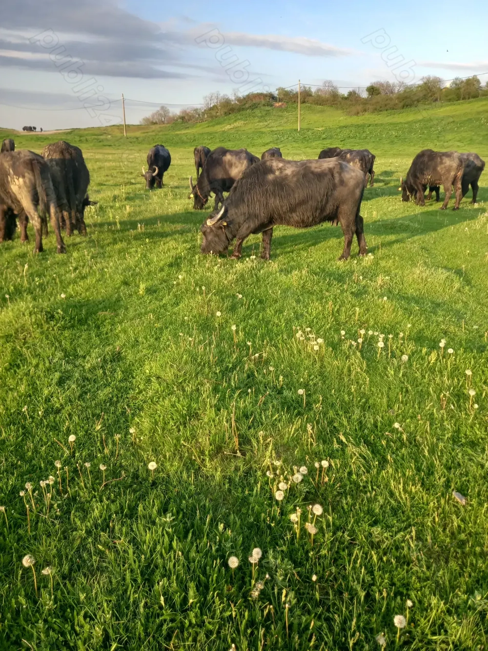 Bivolițe de vânzare