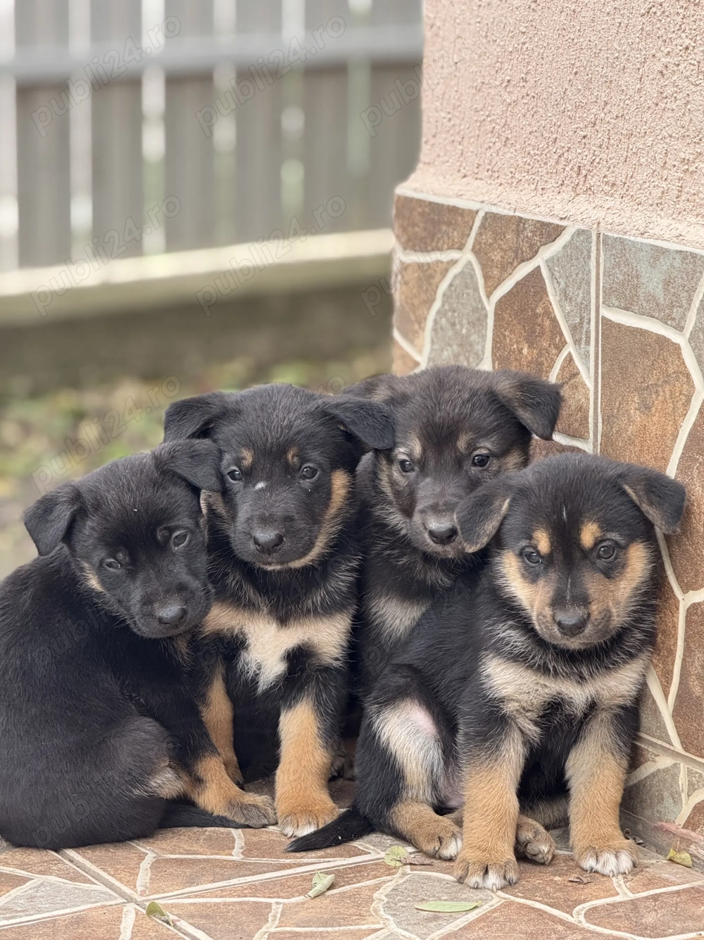 Pui de ciobănesc-german disponibil pentru rezervare