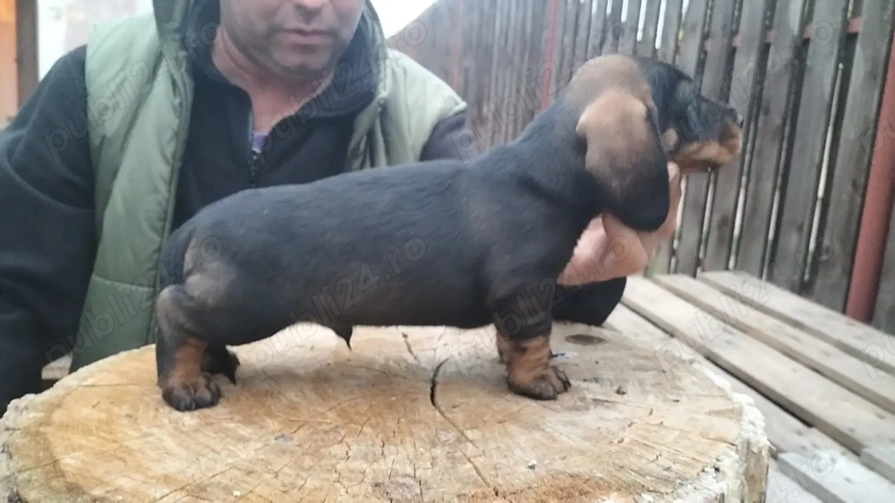 Teckel cu par sârmos  Teckel cu par sârmos