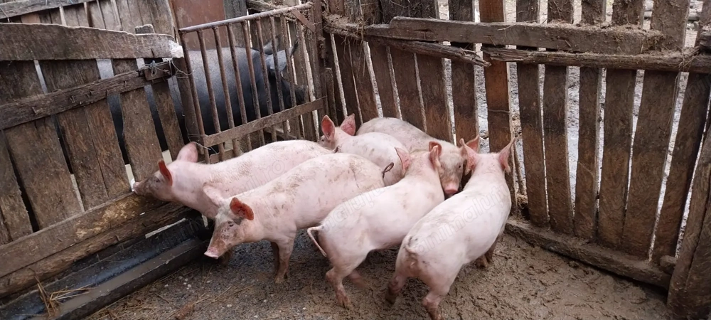 De vânzare grăsuni