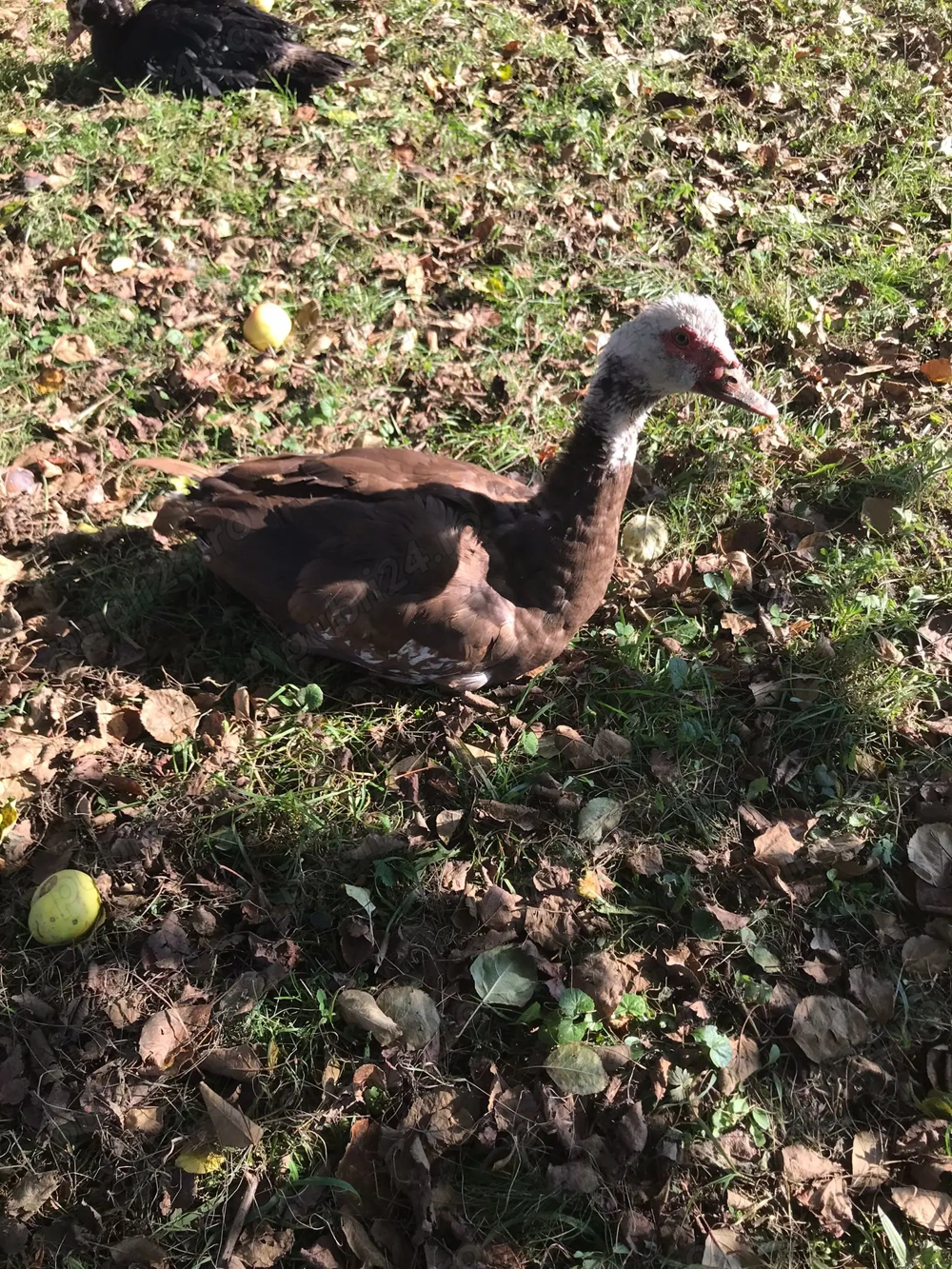 2 rățoi leșești  2 rățoi leșești