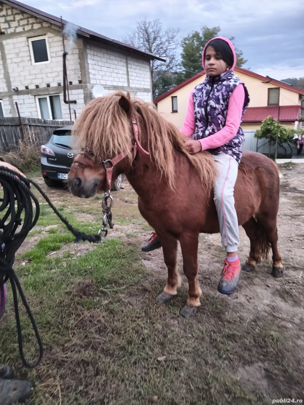 vând ponei armăsar forte cuminte  vând ponei armăsar forte cuminte