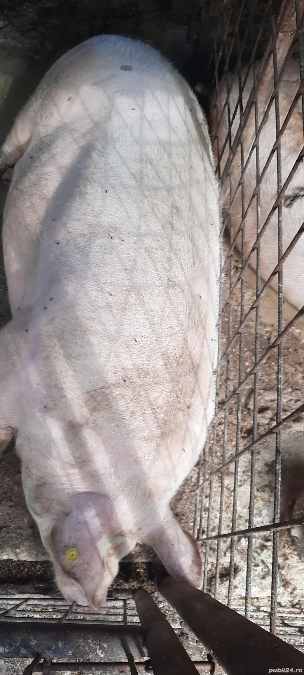 Vând porc crescut in Curte fara Concentrate !!!
