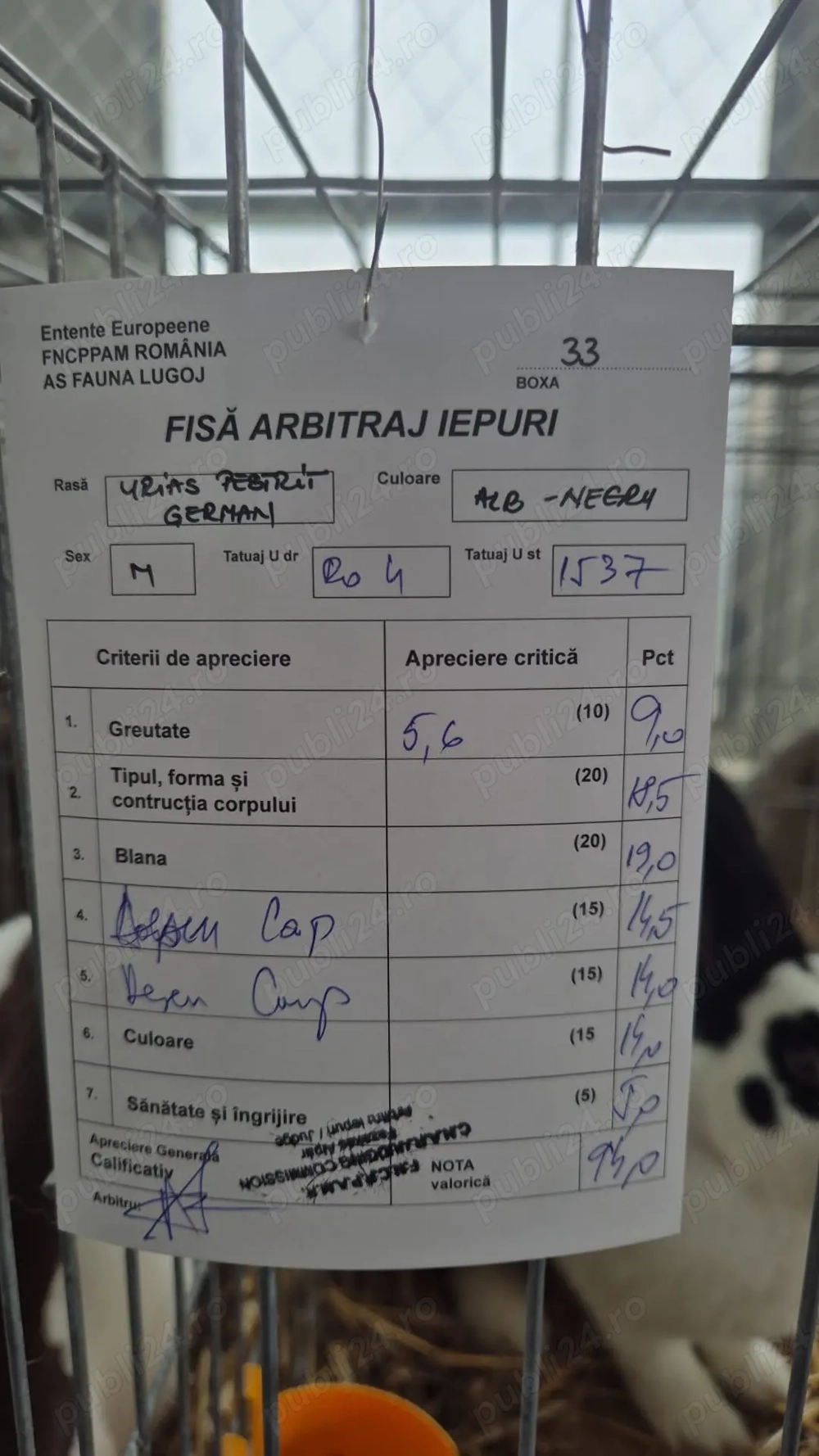 De vânzare 2 masculi Uriaș Pestriț German 