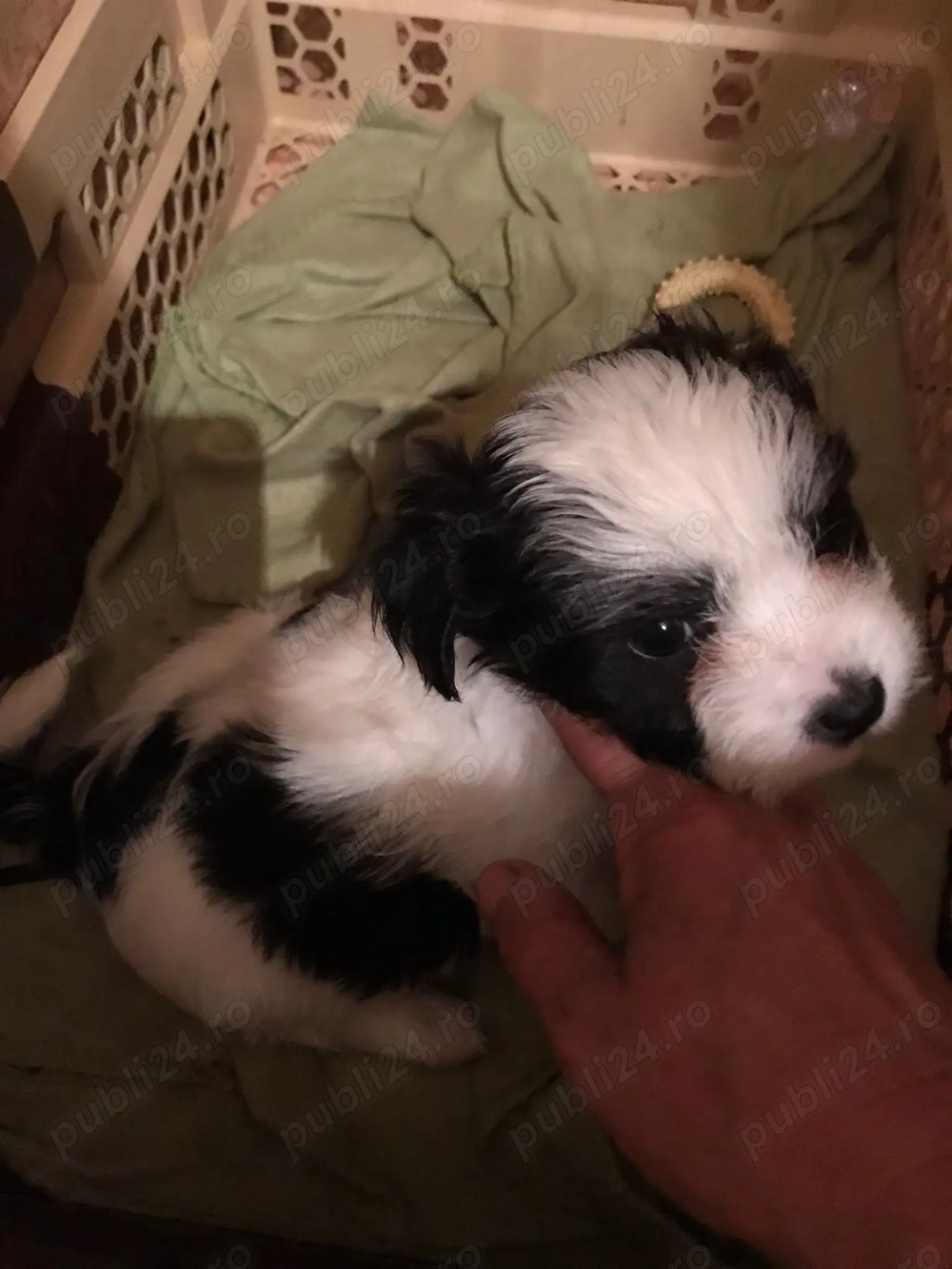 Pui Bichon havanez de vânzare  Pui Bichon havanez de vânzare