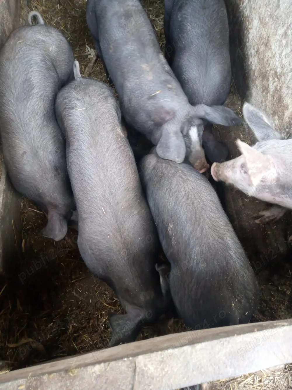 Purcei de vânzare Petrain  Purcei de vânzare Petrain