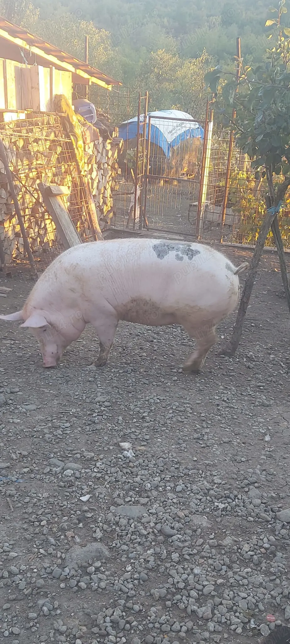 Vând purcea,crescuta bio  Vând purcea,crescuta bio