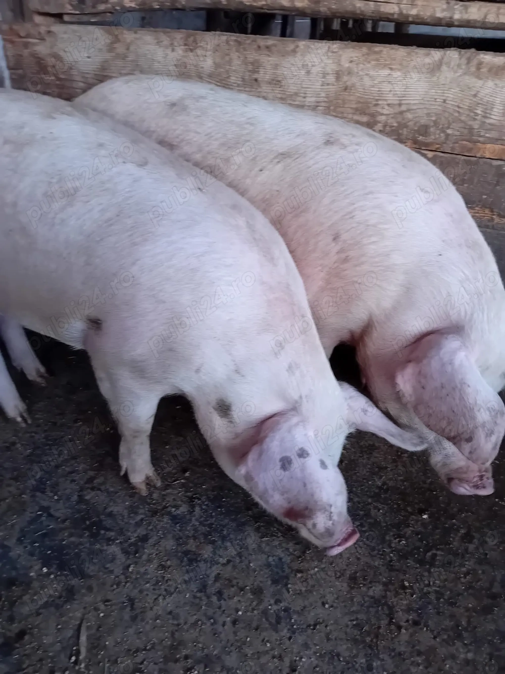 vand 2 porci de rasa