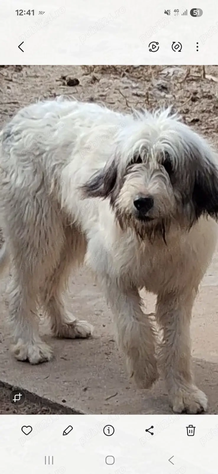 Femela ciobănesc mioritic  Femela ciobănesc mioritic