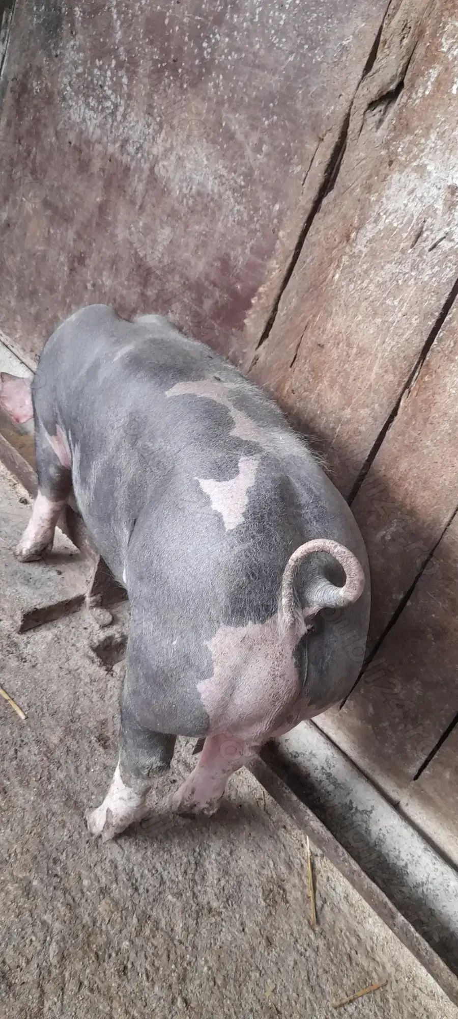 Vand vier pietran   .