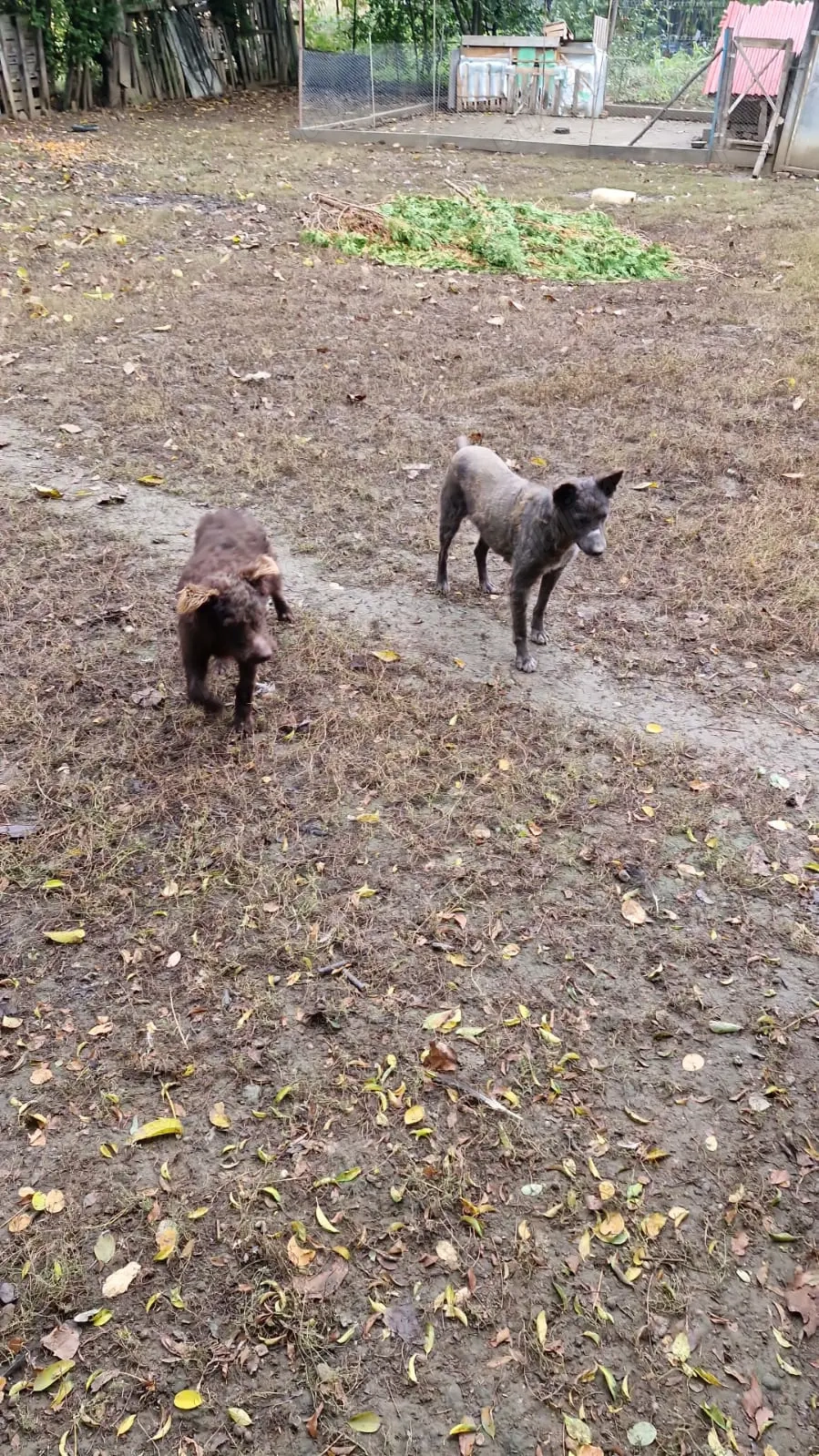 Femela inturnat oi 6 ani Femela inturnat oi 6 ani