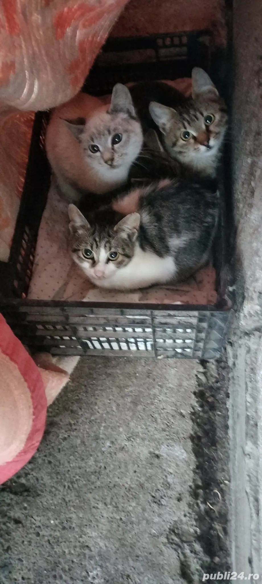 Pisicute drăgălașe  Pisicute drăgălașe