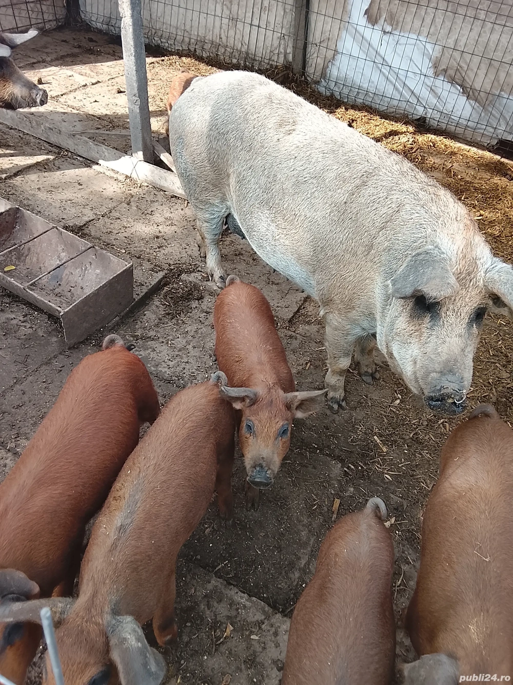 Vând porci și purcei  Vând porci și purcei