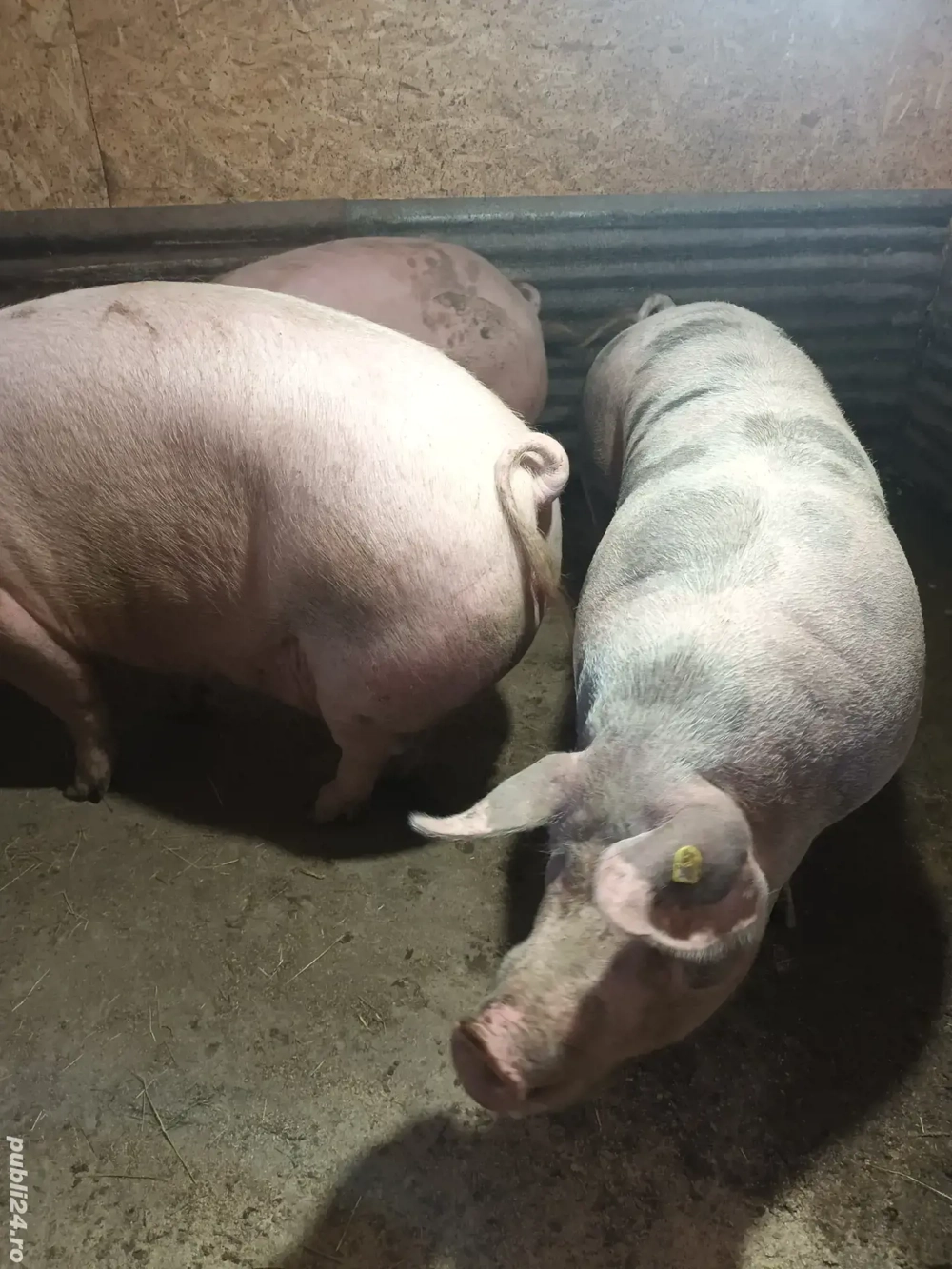 Porc de vanzare Porc de vanzare