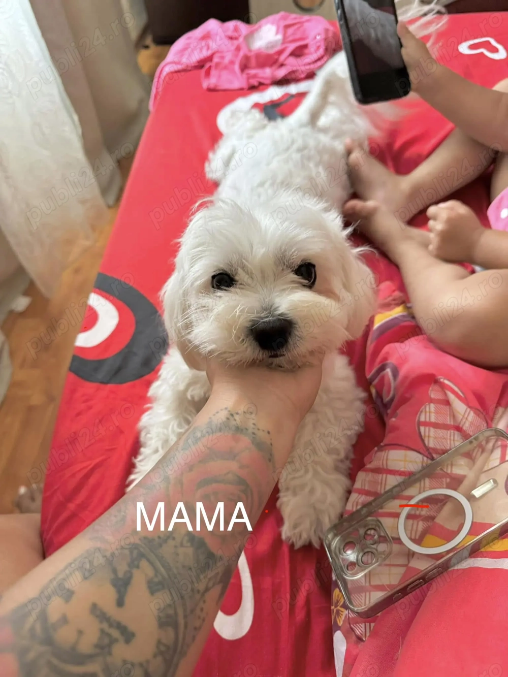 Bichon Maltez   cățeluși adorabili de vânzare! 