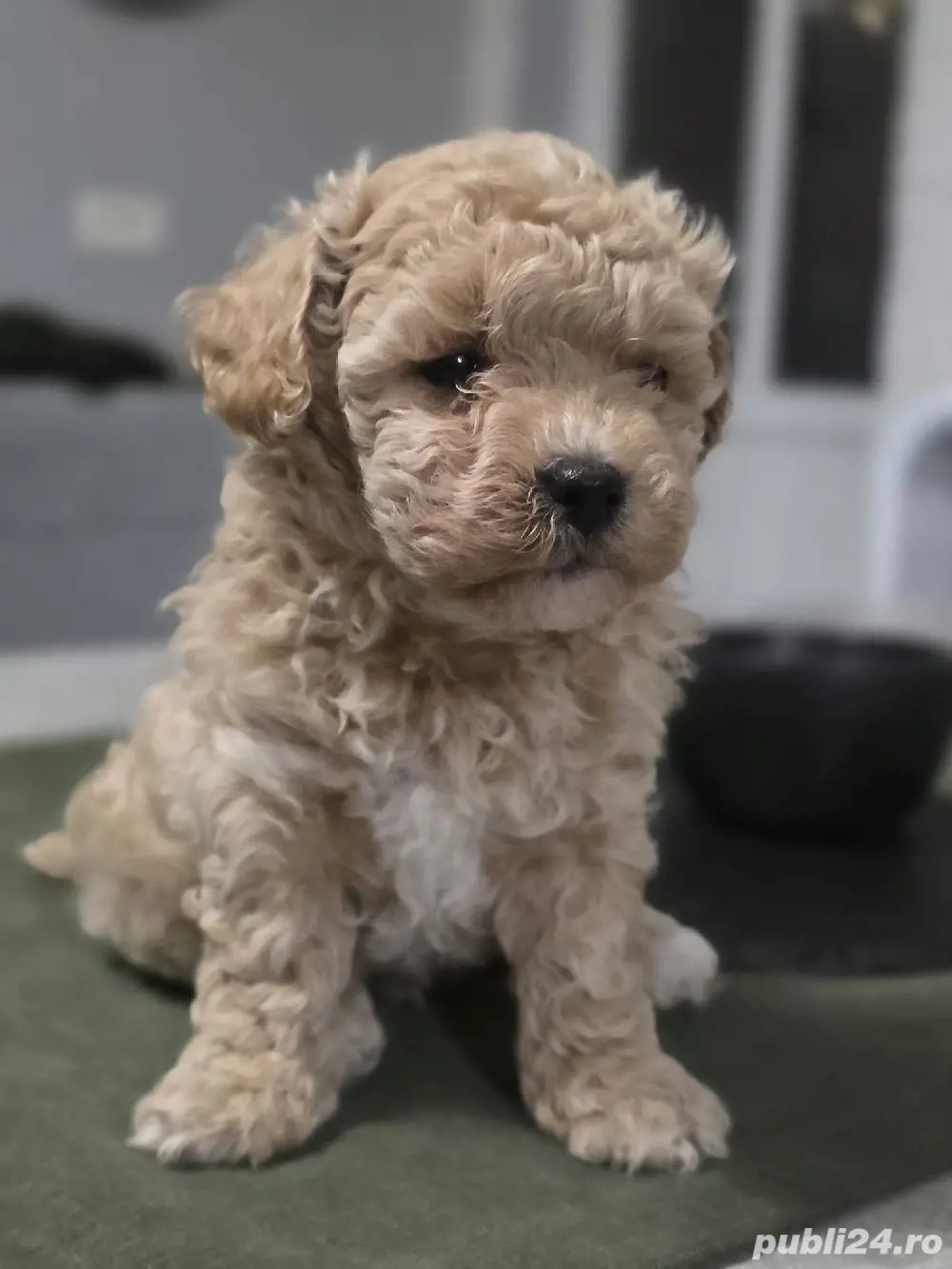 Maltipoo mini toy