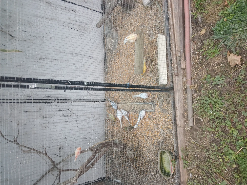 Canari de vanzare Canari de vanzare