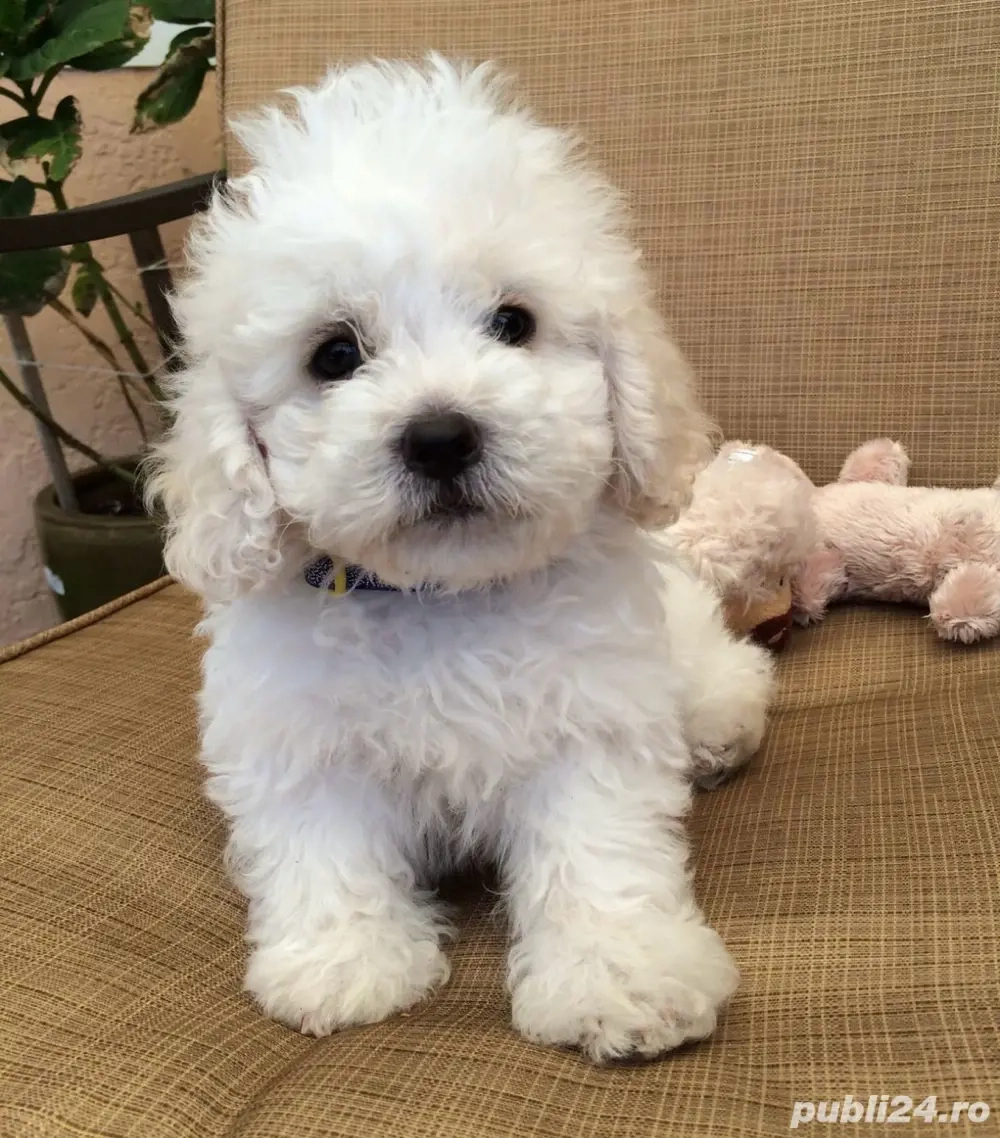 Bichon frise Bichon frise