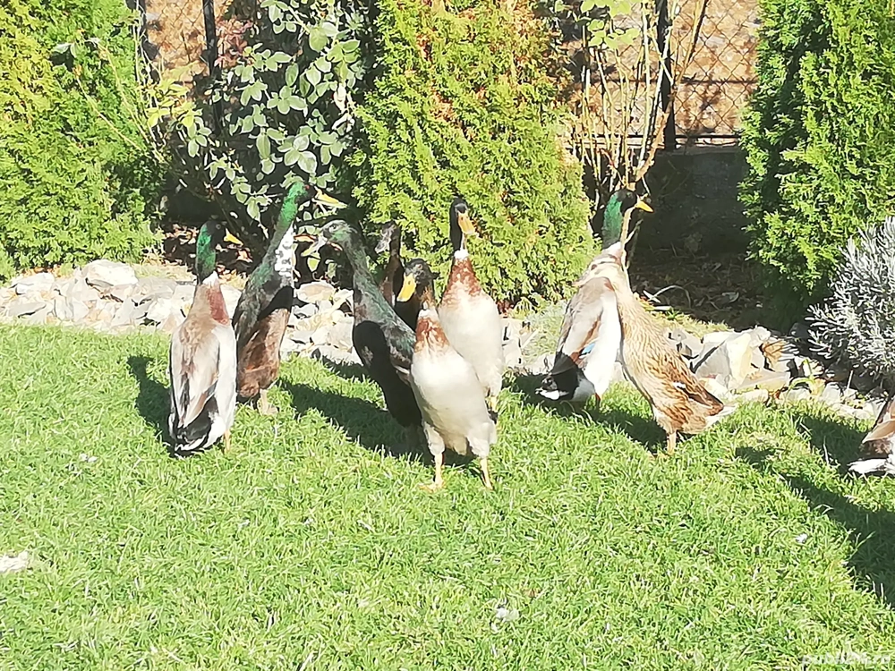 Rațe indiene alergătoare Rațe indiene alergătoare