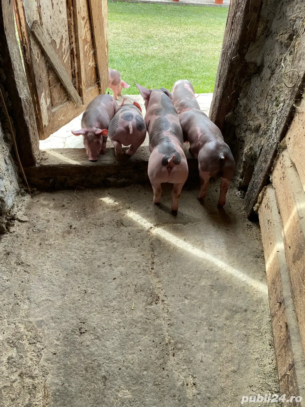 Vand purcei pietrain.