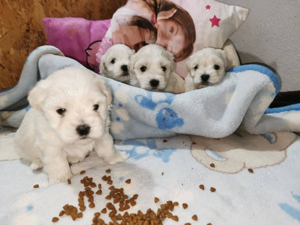 Bichon maltez! Cautam o noua familie
