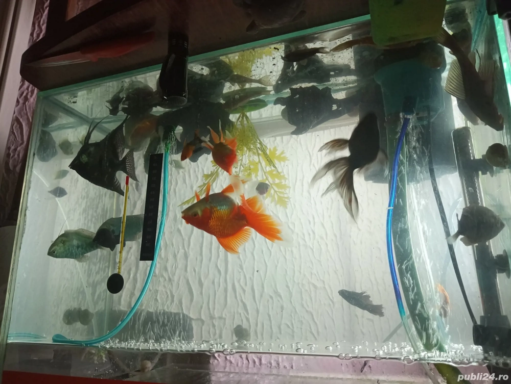 vand acvariu vand acvariu