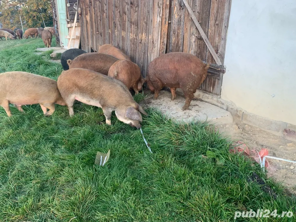 Porci pentru masa de crăciun