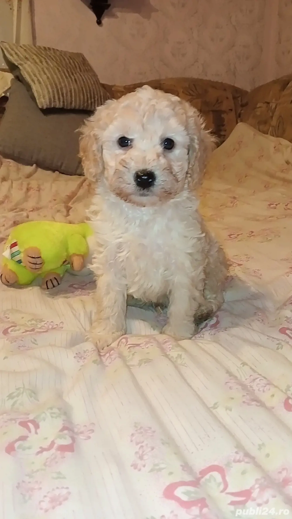 catelusi pudel - caniche