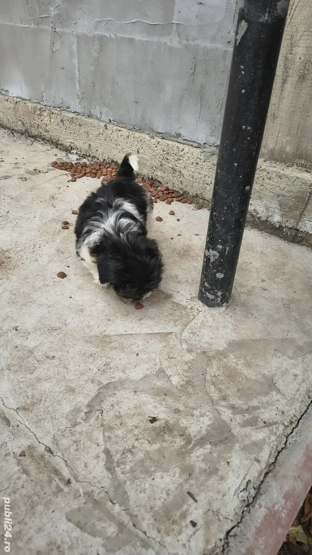 vand căței bichoni  vand căței bichoni