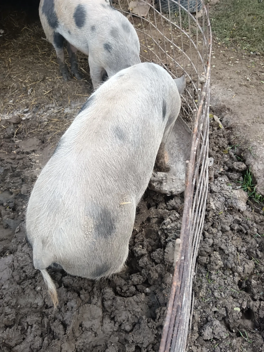 Porc 120 kg. 13 lei kg