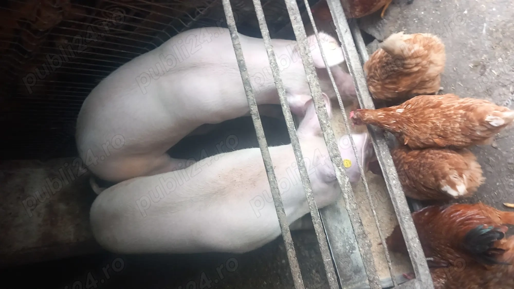 Vând porci pentru sacrificat